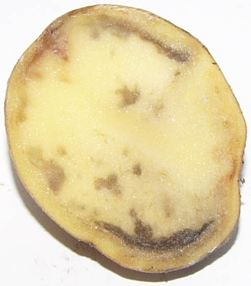 Phytophthora infestans